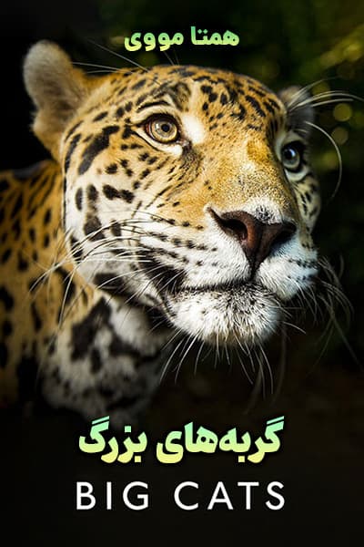 دانلود مستند Big Cats 2018